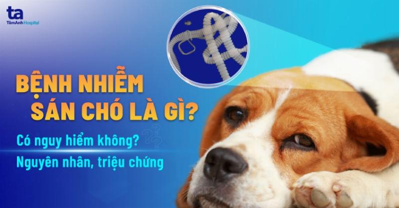 Hình ảnh so sánh ve chó và bọ chét cạnh nhau, minh họa sự khác biệt rõ rệt về hình dáng, kích thước, và số lượng chân để phân biệt hai loại ký sinh trùng